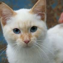 Голубоглазый красавец Найс, котенок в добрые руки, в Москве