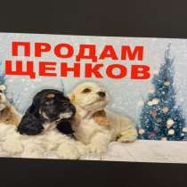 Продам щенков, американский кокер спаниель, в Ангарске