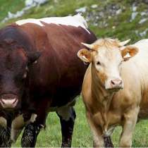 Закупаю мясо крс, в Воронеже