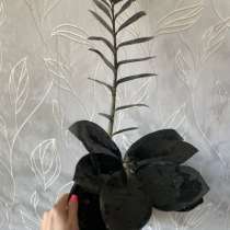 Замиокулькас черный ворон, в Звенигороде