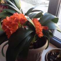 Кливия, в Калининграде