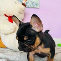 Французский бульдог, в Уссурийске