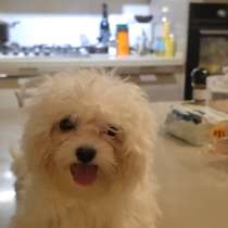 Продаются щенки мальтези 2х месячные, в г.Хайфа