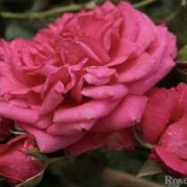 Саженцы роз, в Москве