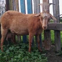 Две дойные козы и одна шестимесячная на племя, в Чебаркуле