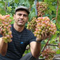 Саженцы винограда, только лучшие, элитные сорта, в Белгороде