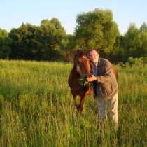 Продается лошадь 2005г обученная ко всем видам работ, в Брянске