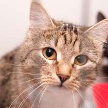 Эталон мягкости - кошечка Лиска, в Москве