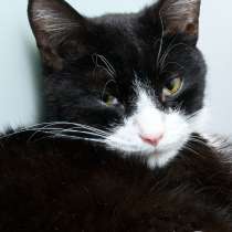 Киношный кот Нео, в Москве