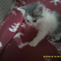 Кэти ищет семью, в Москве