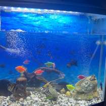 Аквариум 75 лит, в Волгограде