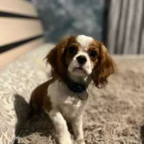 Charles Кинг спаниель, в Краснодаре