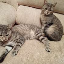 Котята ищут дом, в Кемерове