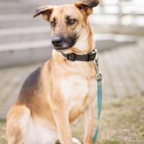 Спасите собаку Лекси, очень срочно нужен дом, в г.Минск