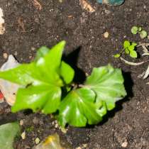 Плющ хедера, в Новороссийске