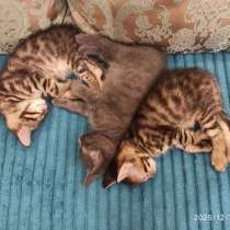 Отдам котят в добрые руки, в Сургуте