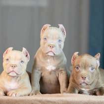 Американские булли, в Москве