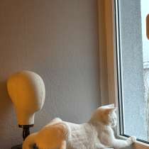 Ищем срочно кошечку для нашего белоснежного жениха, в г.Берлин