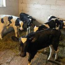 Бычки корова, в Канаше