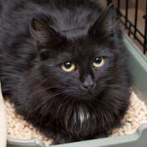 Жозефина - кошка, которая никогда не сдается, в Москве