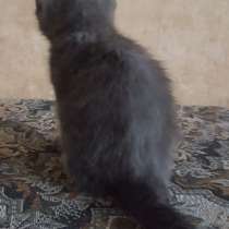 Котенок Дымок, в Москве