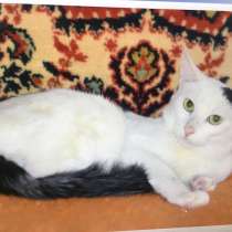 Кот супер кот, в Москве