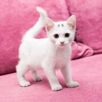 Маленькое чудо Яшенька, милейший белоснежный котенок в дар, в Москве