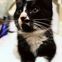 Юные котята ищут дом, в Санкт-Петербурге