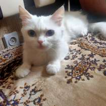 Отдам кошку, турецкая ангора, 2,5 года в хорошие руки, в Челябинске