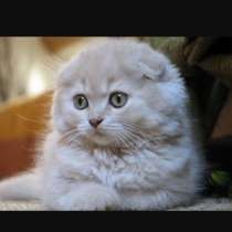 Котёнок, в Москве