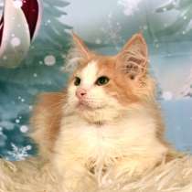 Котята, в г.Хайфа