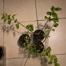 Бугенвилия, в Москве