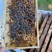 Пчелопакеты Рута, в Рыбинске