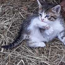 Котёнок-мышелов, в Новомосковске