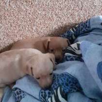 Той терьер щенки, в Москве