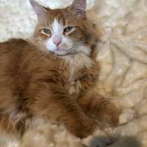 Отдадим в добрые руки ласкового, дружелюбного котика, в Москве