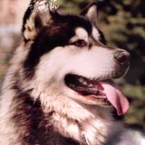 Продам щенков Аляскинского маламута, в Красноярске