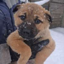 Щенок в добрые руки, в Белгороде
