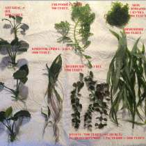 Продаются аквариумные растения, в г.Алматы