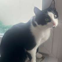 Кот в добрые руки, в Ростове-на-Дону