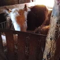 Продается телочка 8 месяцев, в Оренбурге