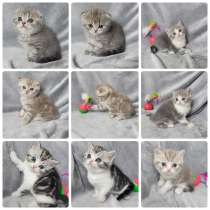 Шотландские котята (Scottish Fold и Straight) ищут заботливы, в г.Бельцы