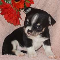 Чихуахуа, в Санкт-Петербурге