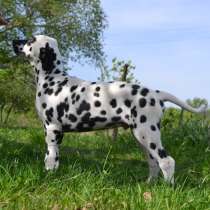 Dalmatian Puppies from White Gures, в г.Abbotsley