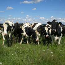 Коровы бычки телята Кострома, в Костроме