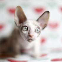 Корниш-рекс элитные котята, в Москве