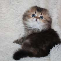 Вислоухий котик золотой шиншиллы, в Санкт-Петербурге