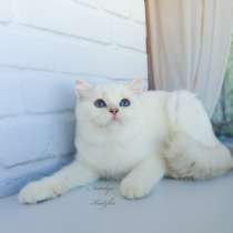 Подрощенный котик британец, в г.Измир