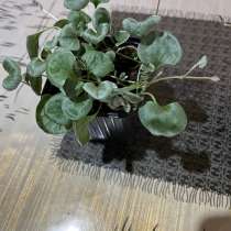 Дихондра серебристая, в Иванове