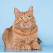 Ярко-рыжий ласковый кот Персей в добрые руки, в Москве